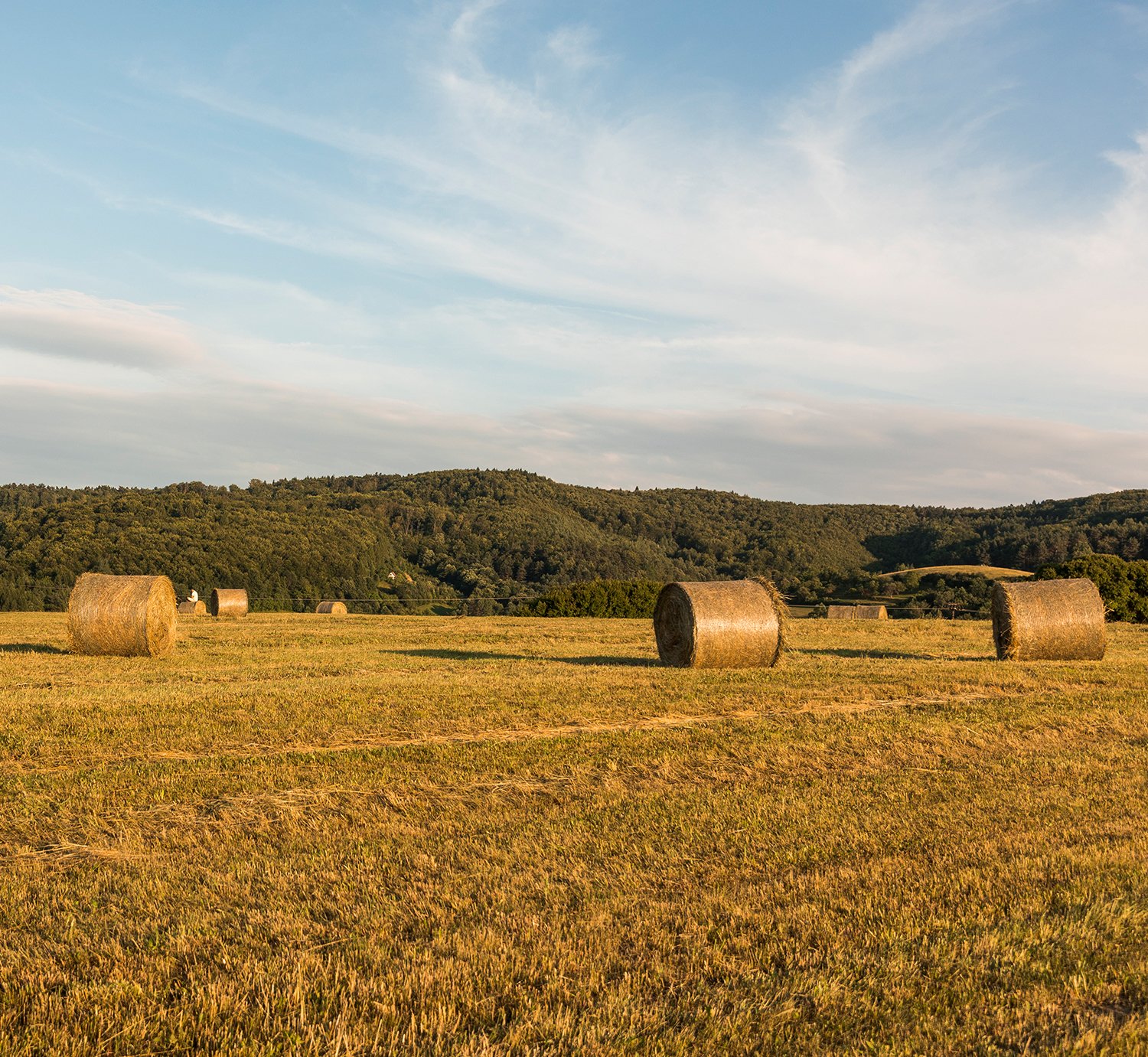 Garden area behind Winnipeg property